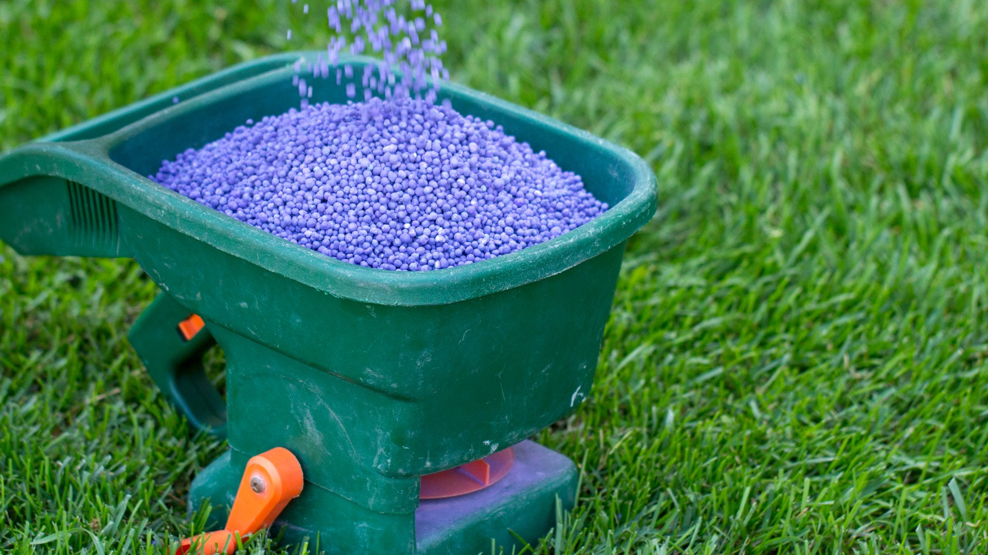 Don’t Add Too Much Fertilizer to Your Lawn - It Can Do More Harm Than Good!