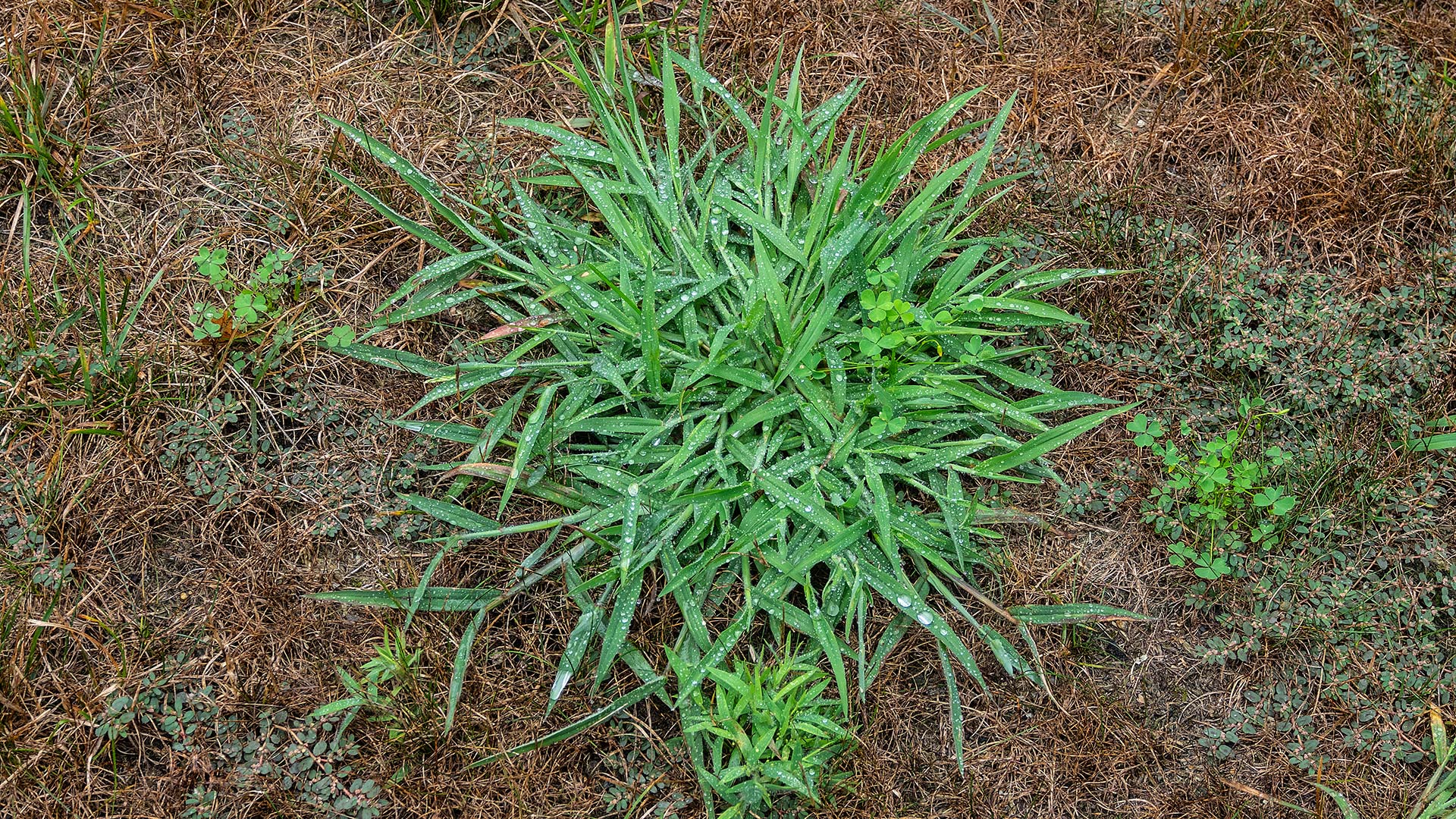Crabgrass - Your Lawn’s Worst Enemy!