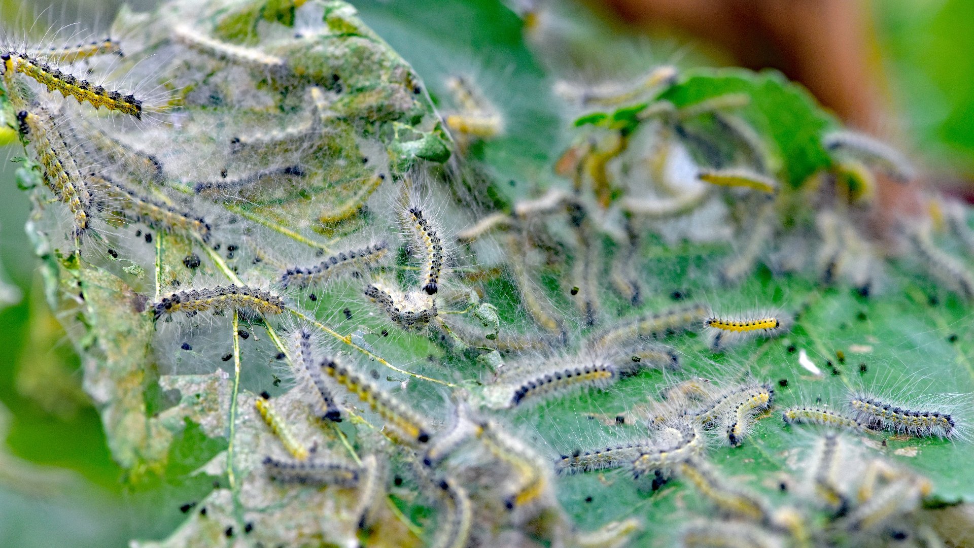 What Are Sod Webworms & What Should You Do if They Infest Your Lawn?