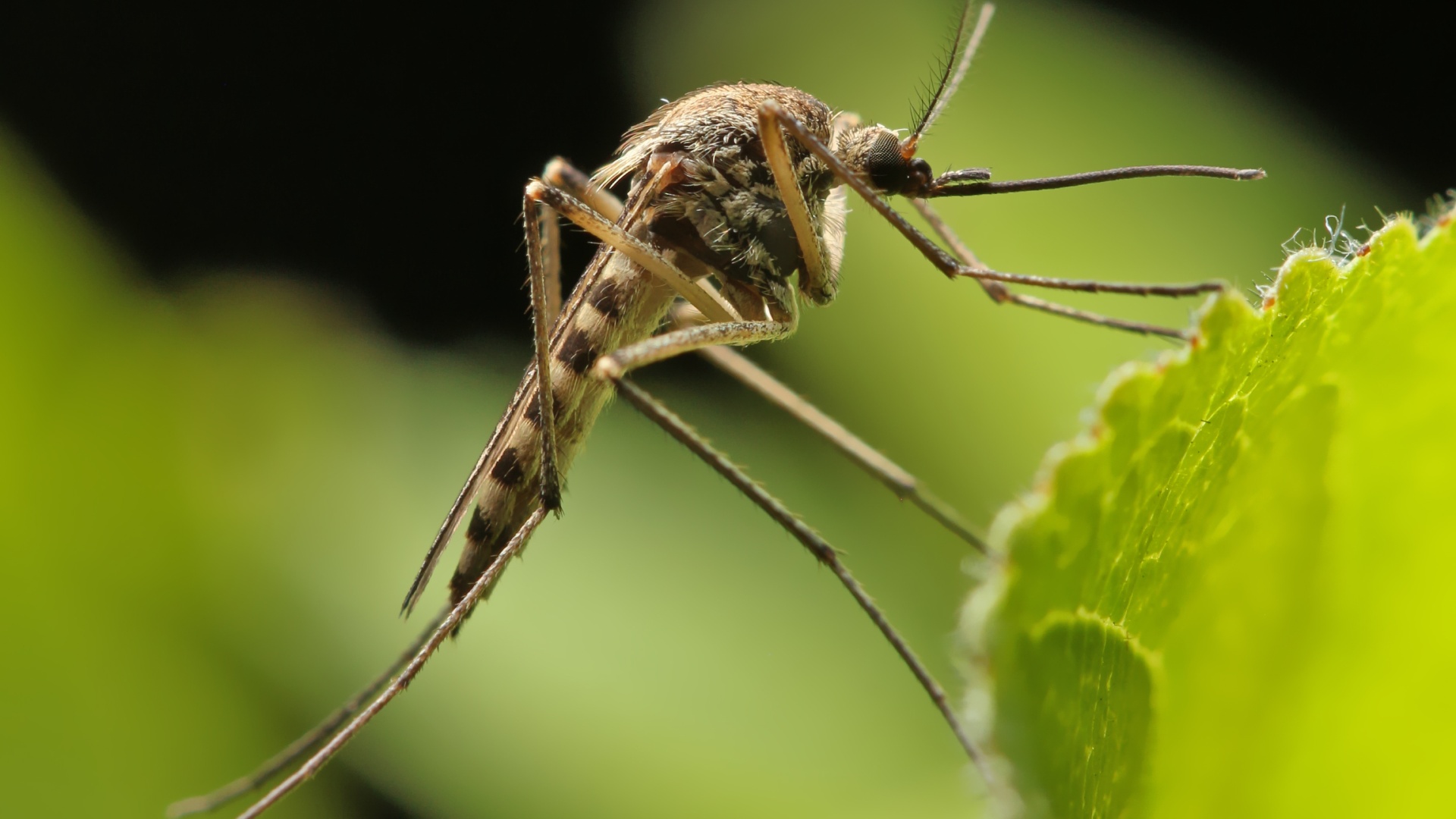 4 Ways to Keep Mosquitoes Away from Your Property