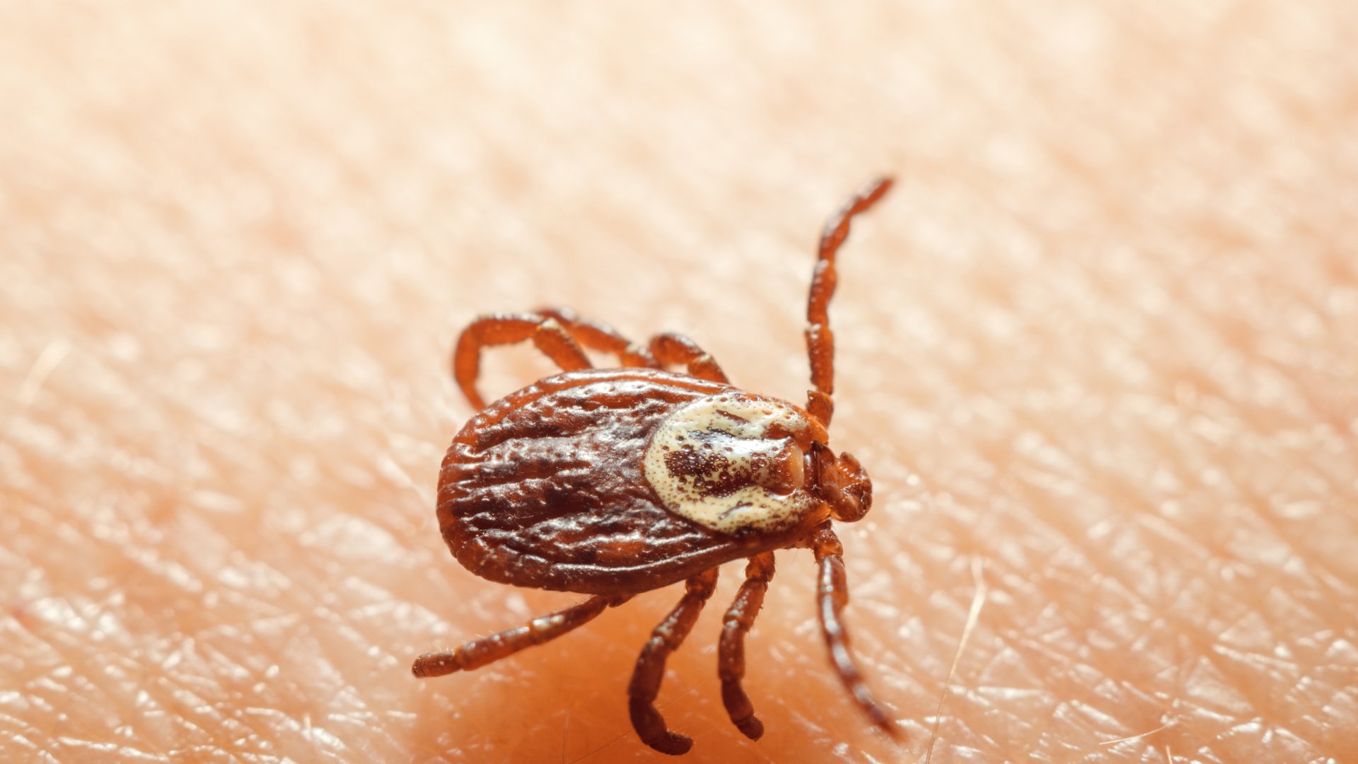 How Often Should You Be Treating Your Lawn for Ticks in Elkhart, IN?