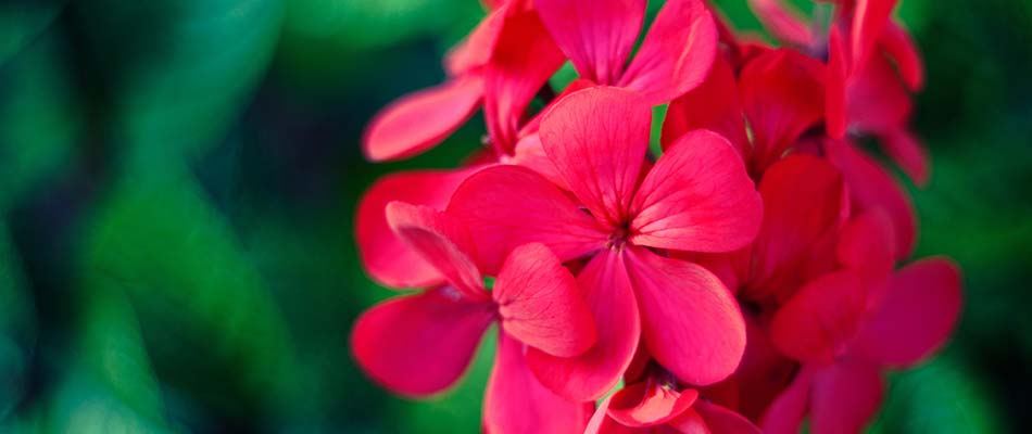 Bright red geraniums blooming in Granger, IN.