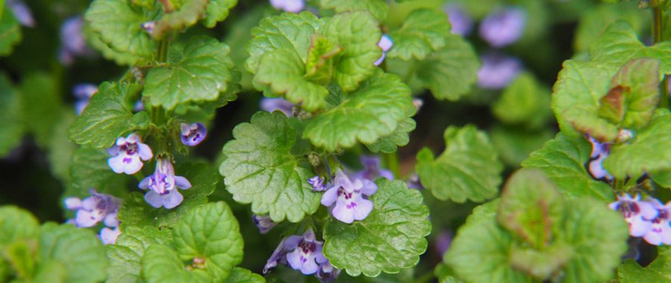 Ground Ivy growing on a property in Michawauka, IN.