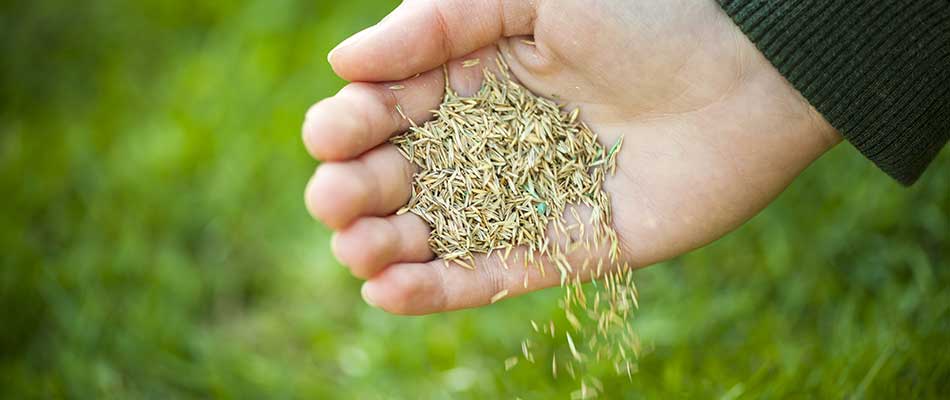 Lawn grass seeds being poured by hand near Granger, IN.