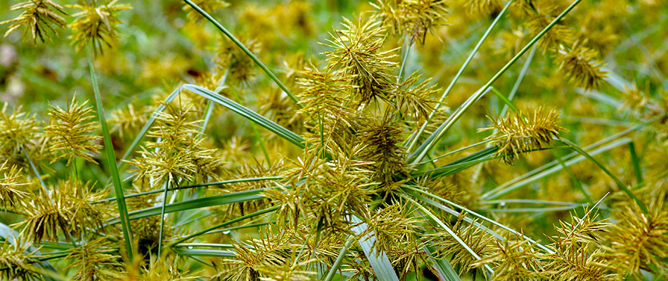 Yellow nutsedge weeds on a property in Elkhart, IN.