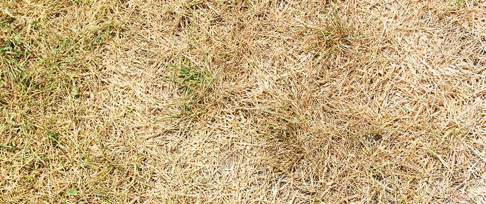 Does Your Lawn Have Brown Patches? Here’s Why