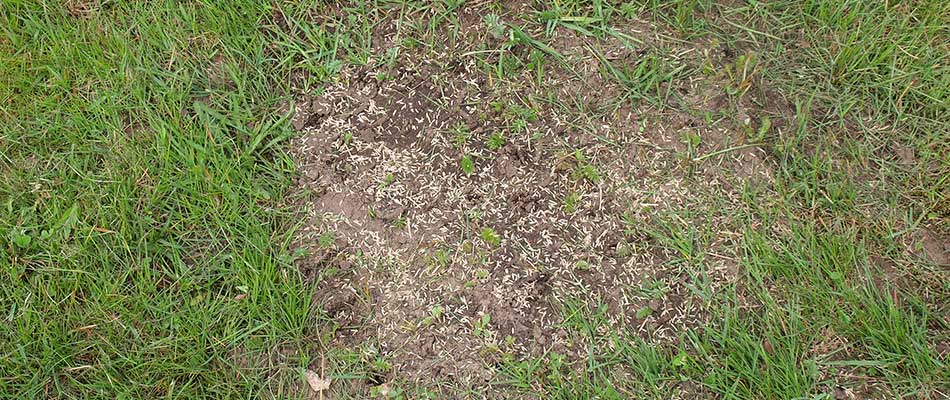 Damaged lawn with overseeding services near Elkhart, IN.