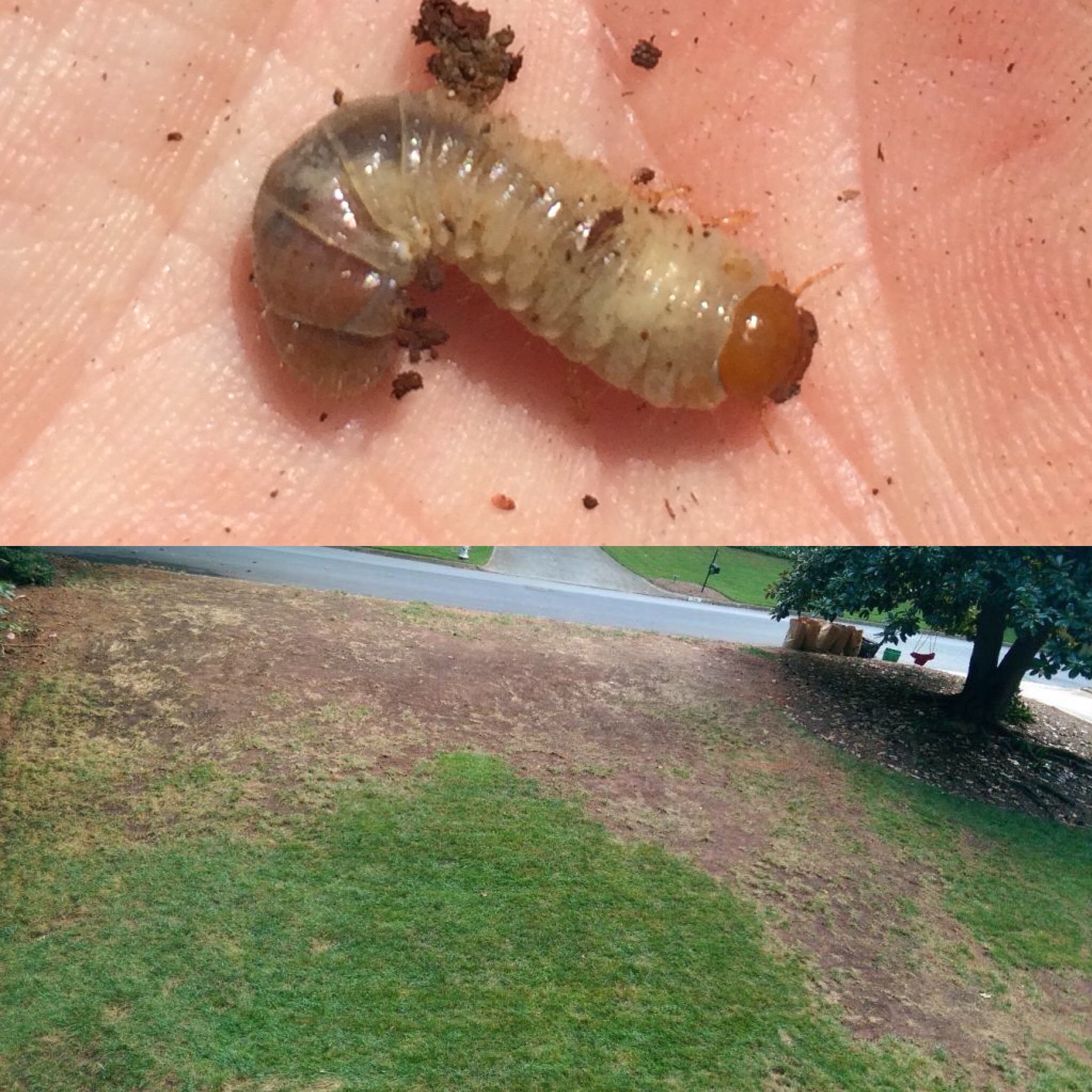 Lawn damage from grub worm infestation near Elkhart, IN.