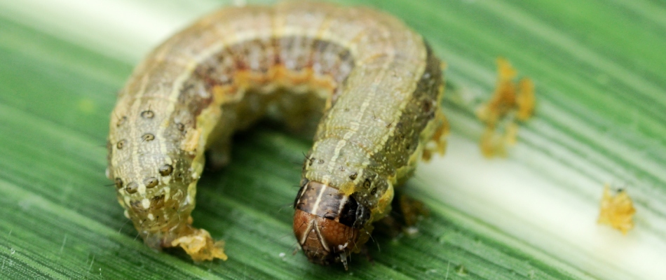 Armyworm invading lawn in Elkhart, IN.