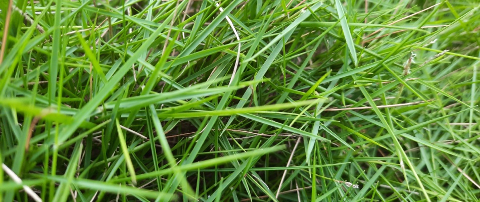 Bentgrass found in client's lawn needing treatment in St. Joseph County, IN.