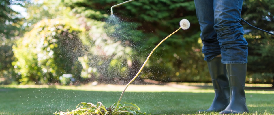 Dandelion being sprayed with post-emergent weed control treatment in Notre Dame, IN.