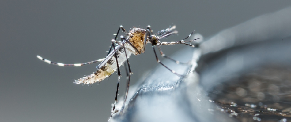 Mosquito sitting on a bird bath on property in Osceola, IN.