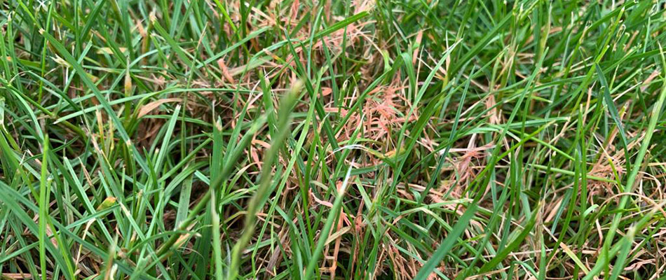 Red thread lawn diseased caused by lingering leaf piles near Leaf pile on a lawn near Granger, IN.