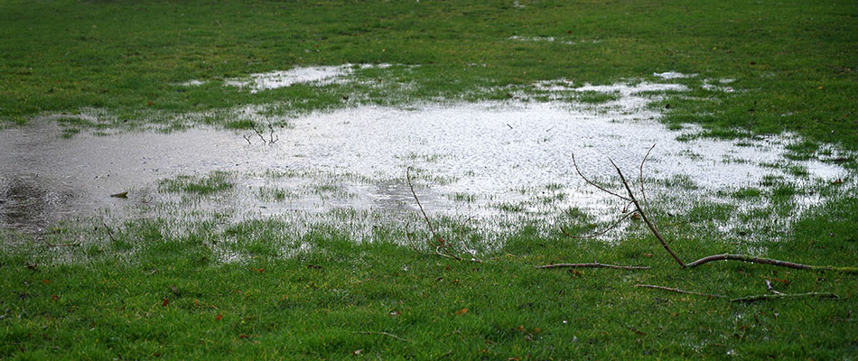 Sitting water in backyard in South Bend, IN breeding mosquitoes.