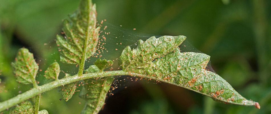 Close up on spider mites all over tree leaves on a property in Elkhart, IN.