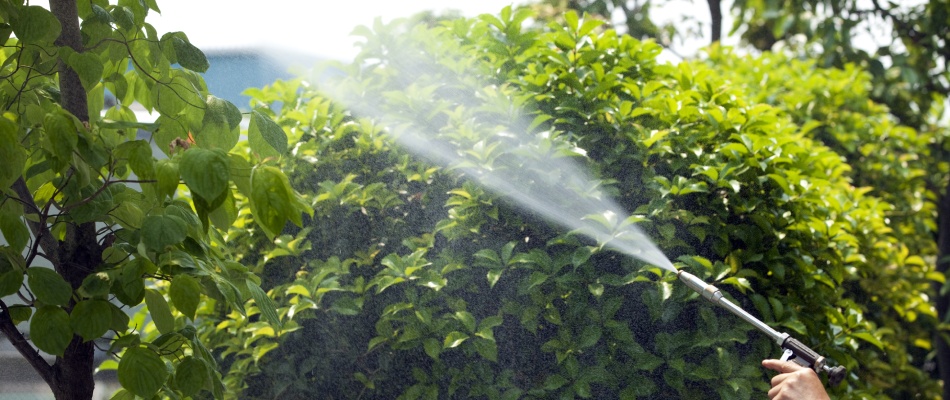 Professional applying insecticide to tree in Elkhart, IN.