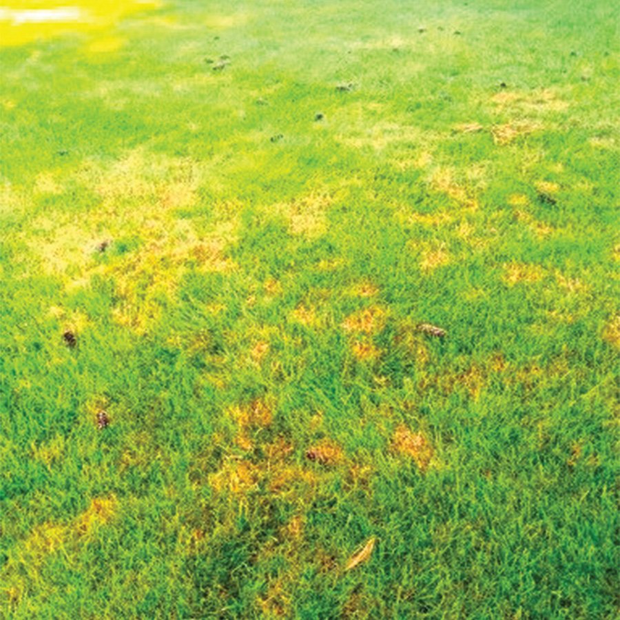 Lawn disease control treatment