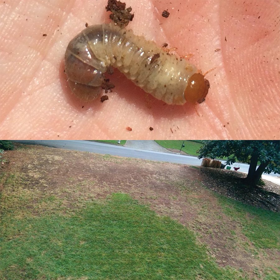 Effective grub control treatment for lawns