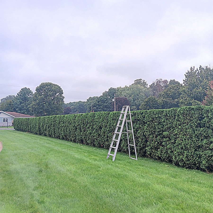 Professional shrub trimming service for residential properties