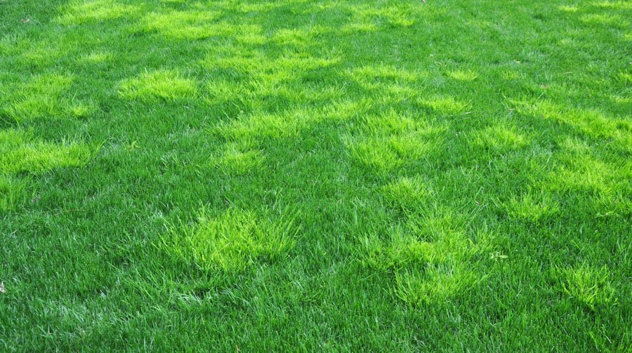 Dead Lawn