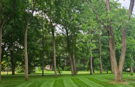 lawn-treatment-00 Freshly cut lawn in a park