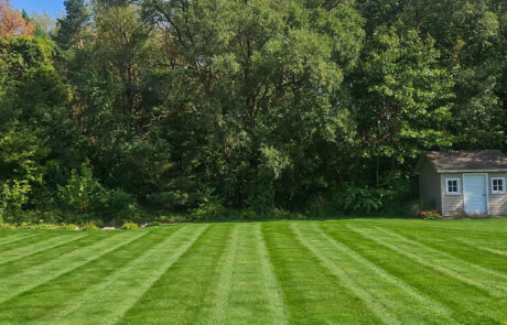 lawn-treatment-01 Freshly cut lawn with wooded area