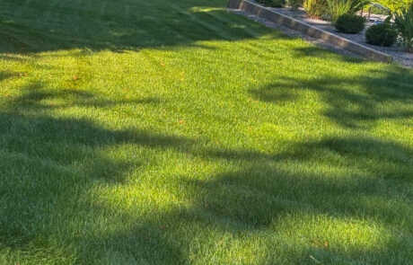 lawn-treatment-06 Sun hitting a freshly cut line