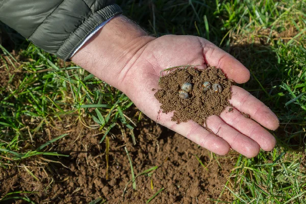 professional lawn care in Edwardsburg Michigan