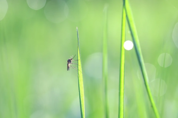 backyard-mosquito-control-in-elkhart-in professional lawn care in Edwardsburg Michigan