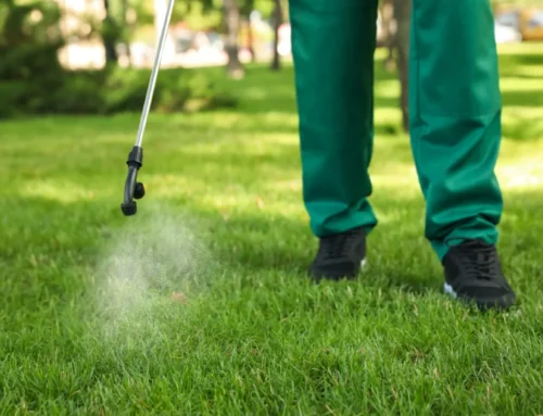 DIY Lawn Care vs Professional Lawn Treatment: Which Saves You More Money?