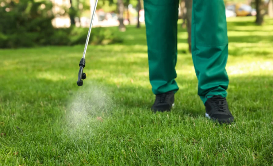 diy lawn care vs professional lawn treatment