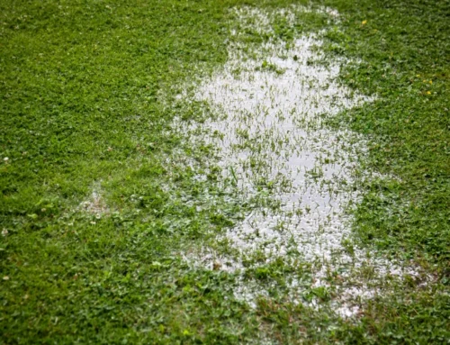 7 Lawn Care Mistakes Elkhart Homeowners Make Every Summer