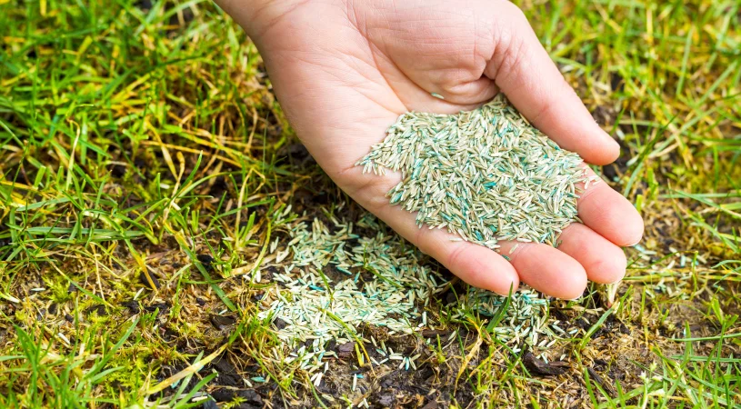 lawn fertilization and weed control experts