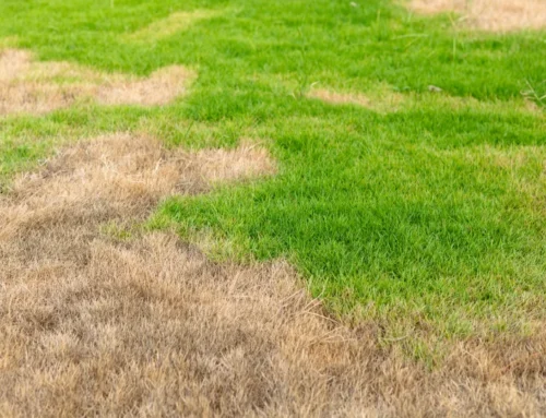 Why Your Lawn Turns Yellow in Early Spring (And How to Fix It Fast)