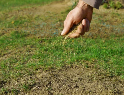 Overseeding 101: How to Make Your Lawn Thicker This Fall