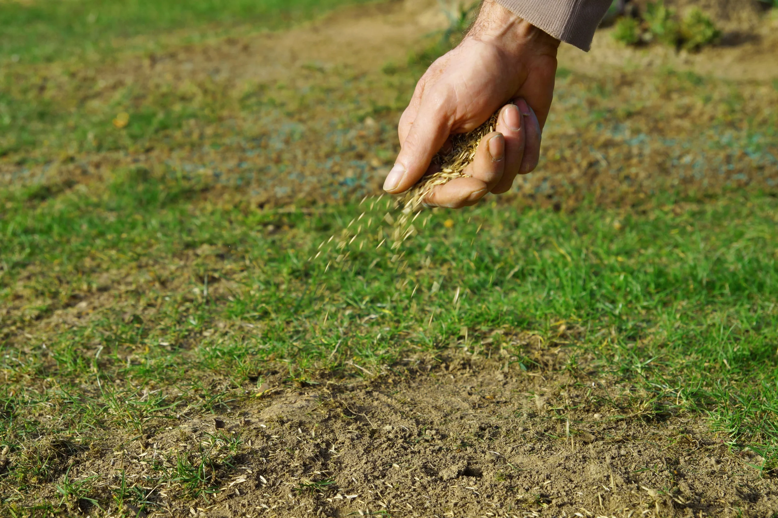 professional overseeding for thicker lawn in indiana