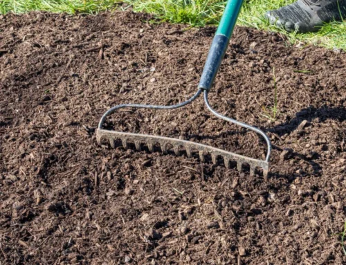 Why Your Lawn Has Bare Spots (And the Fastest Way to Fix Them)