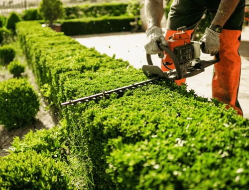The Truth About Lawn Care Myths (What Actually Works)