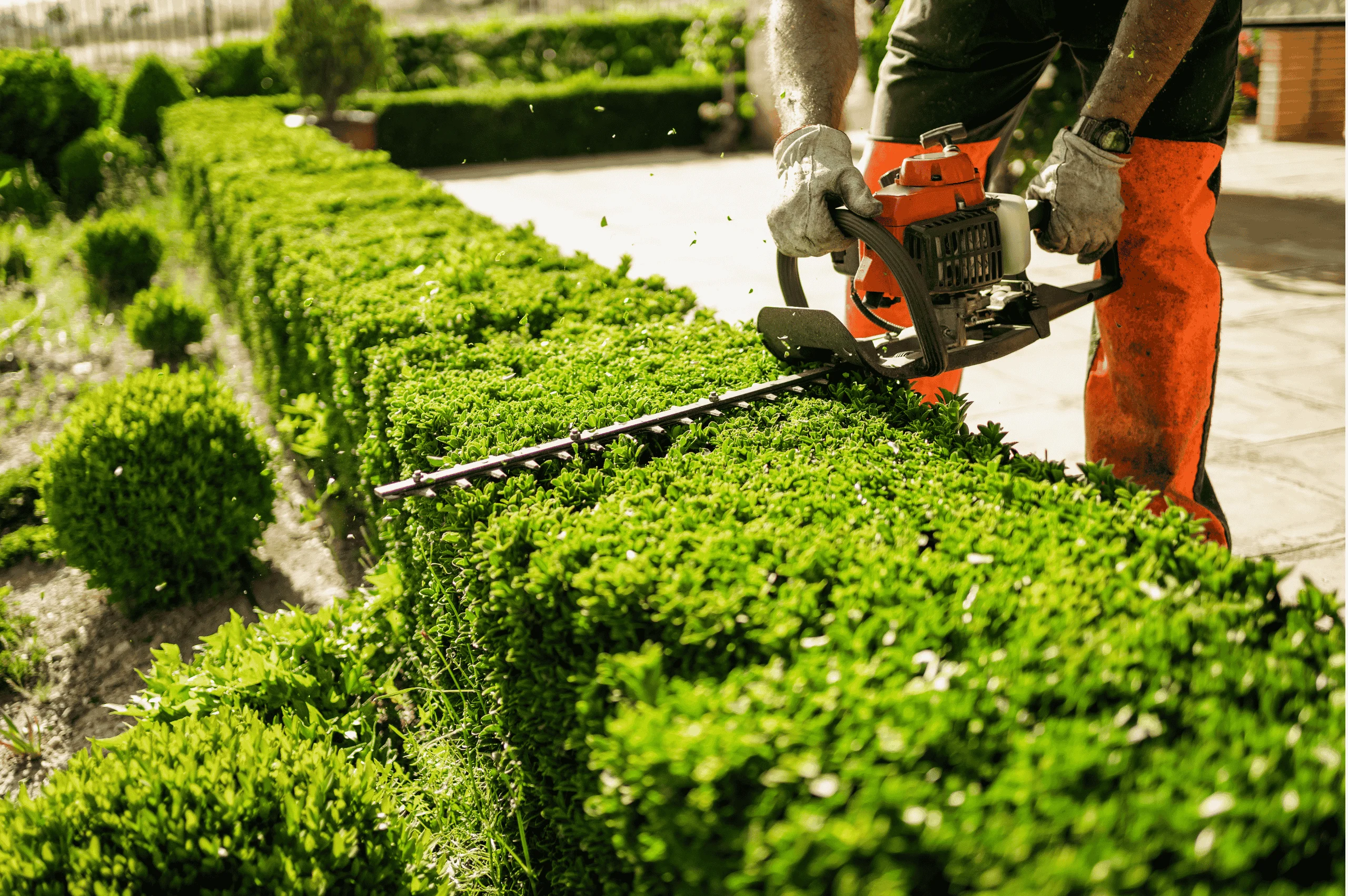 lawn care myths