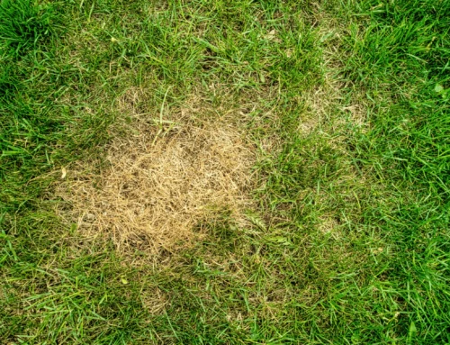The Hidden Reason Your Lawn Isn’t Thick and Green