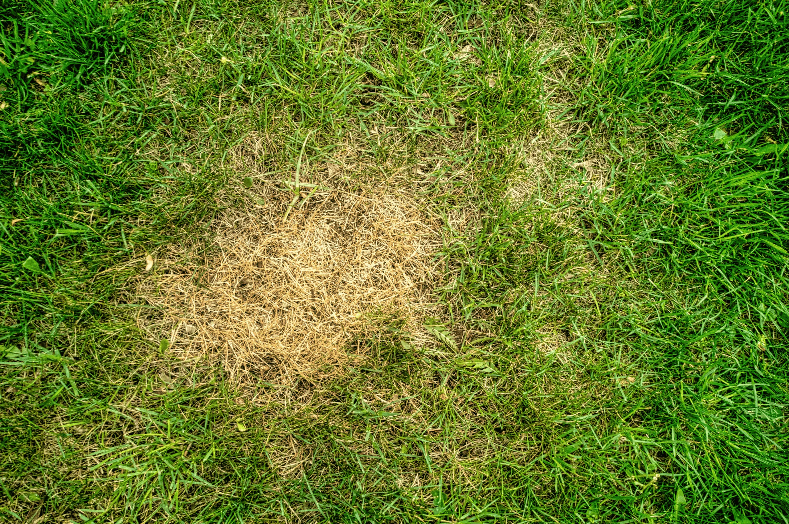 reason your lawn Isn’t thick and green