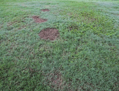Why Weeds Take Over Your Lawn