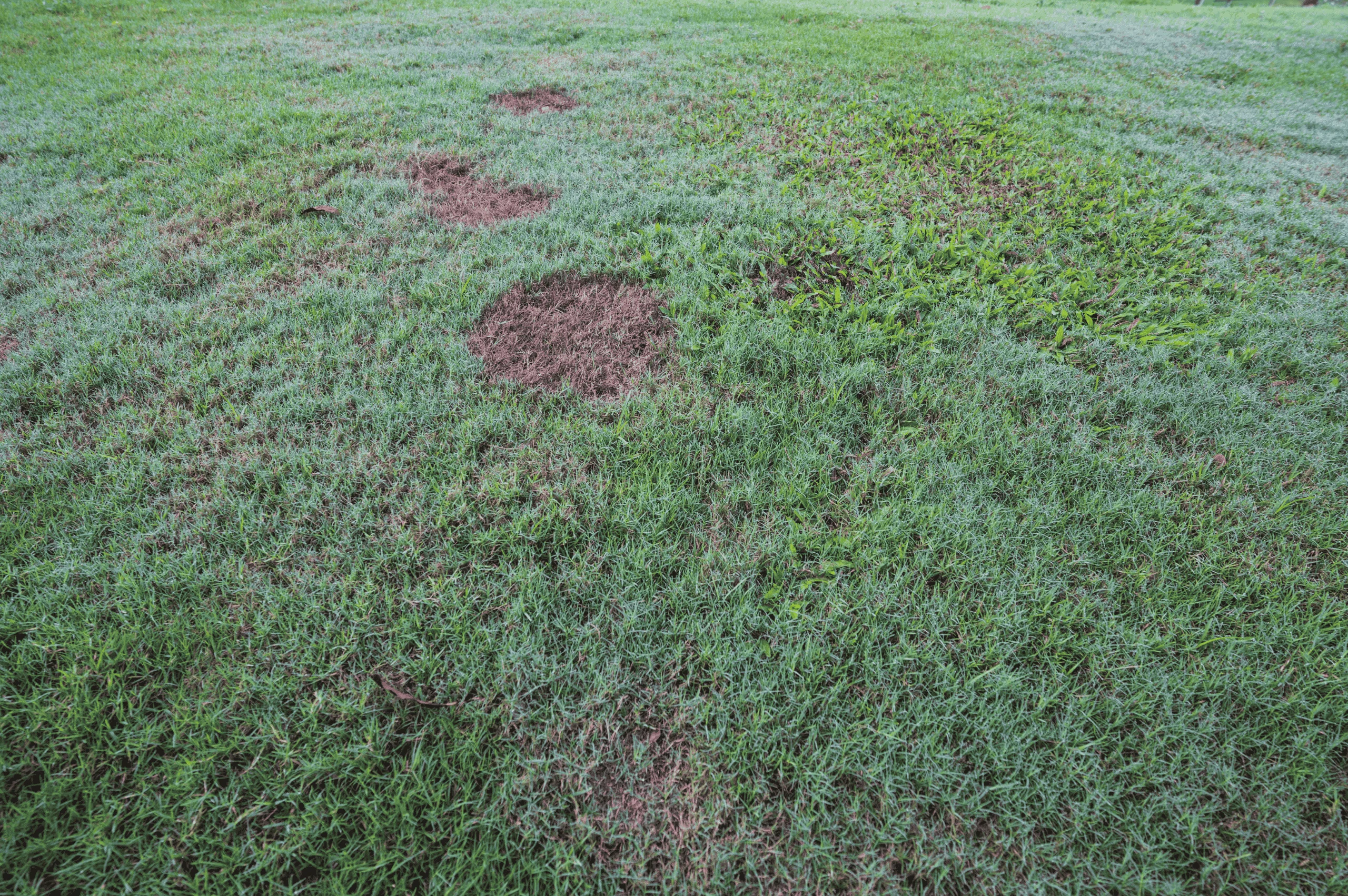 weeds take over your lawn