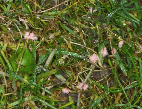 Common Lawn Diseases in Northern Indiana: How to Identify & Treat Them