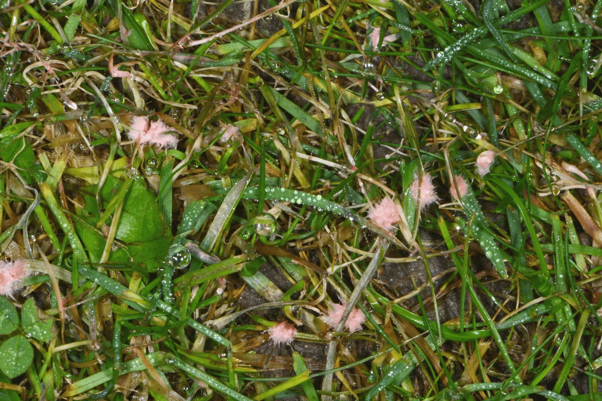 common lawn diseases northern indiana