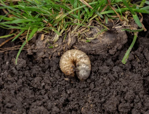Grub Control in Northern Indiana: Signs of Damage, Treatment Timing & What Really Works