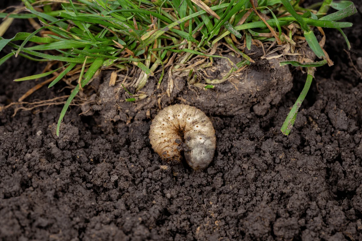 grub control northern indiana lawn treatment