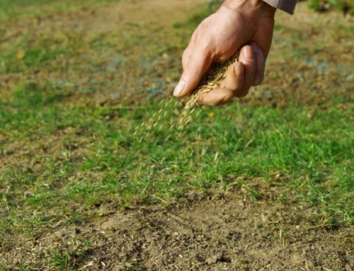 Why Your Lawn Has Bare Spots (And How to Fix Them for Good)