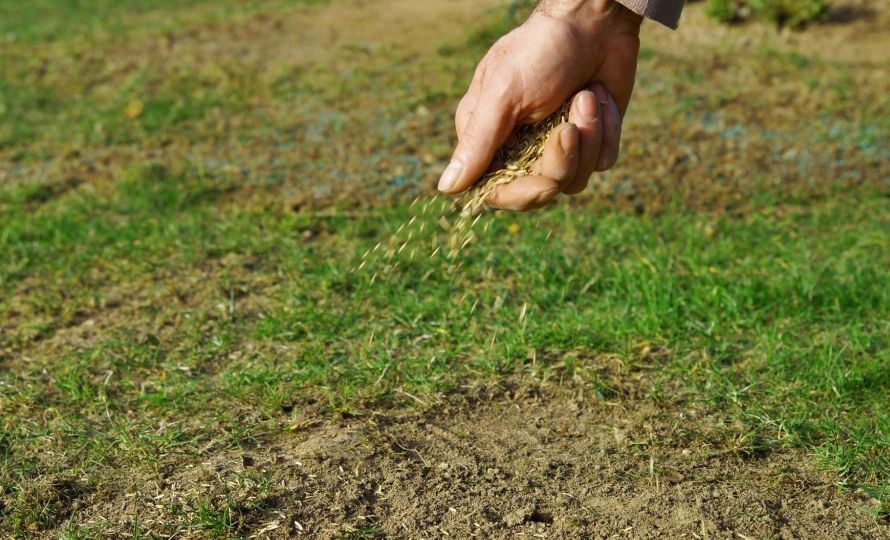 bare spots in lawn indiana