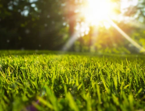 The Best Grass Seed for Northern Indiana Lawns and When to Plant It
